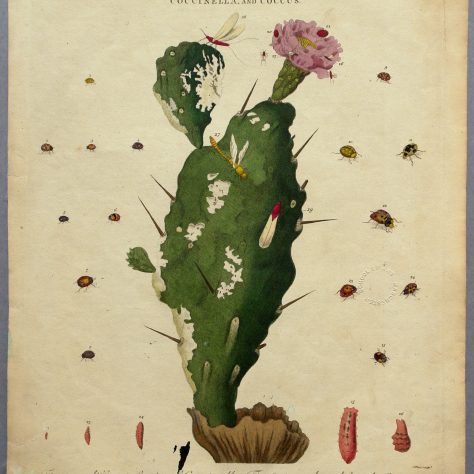 24a-Crayford_Enc-Londinensis 24a.Cochineal beetles, once known as “coccinella,” from a coloured engraving, 1801