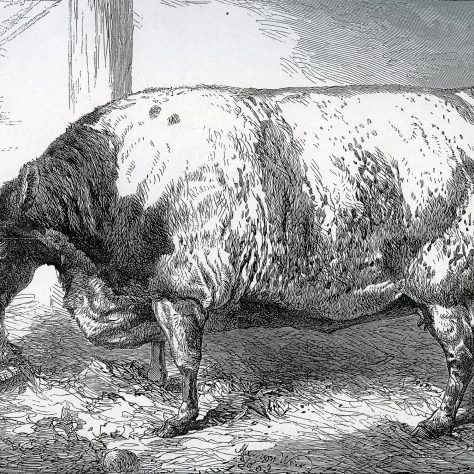 oakbud_the_cow Oakbud the Cow. A line drawing of a cow.